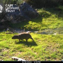 Rock hyrax